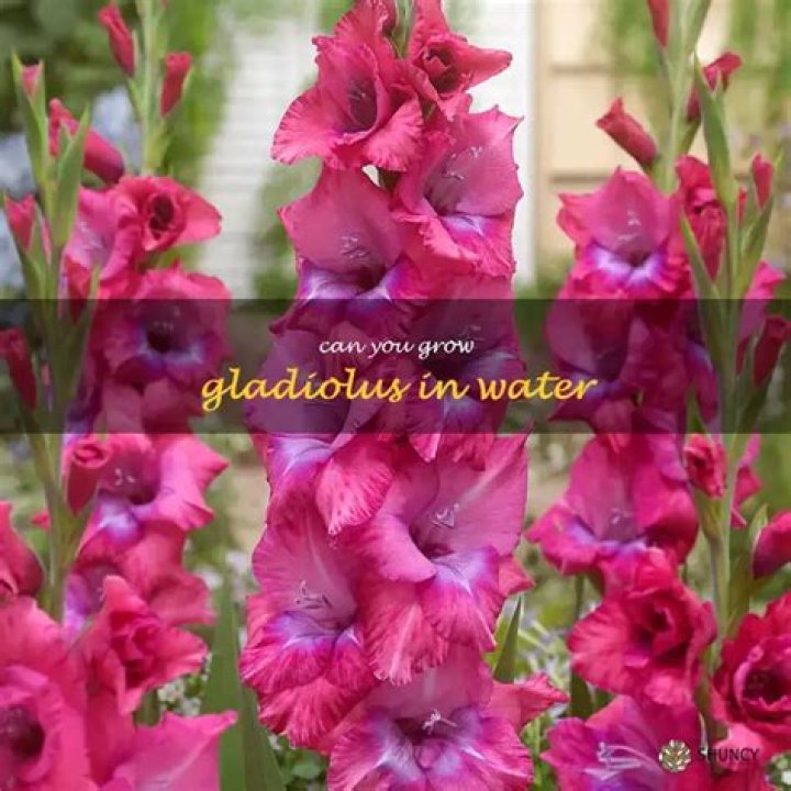 Can you over water gladiolus