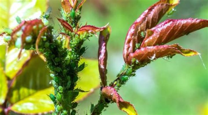 Does Triazicide kill aphids