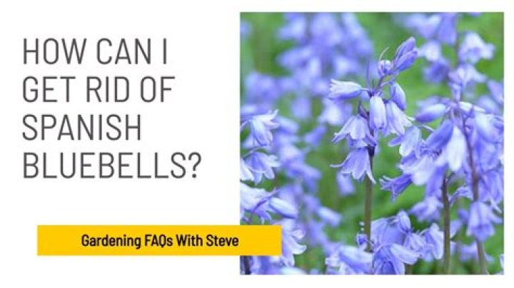 How do I get rid of bluebells