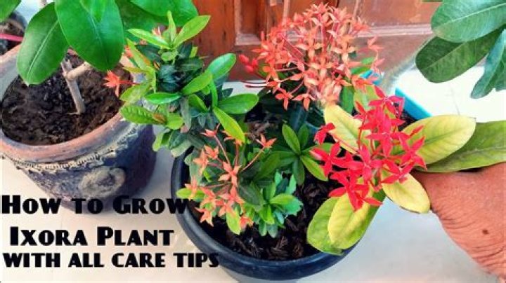 How do I prune an Ixora plant