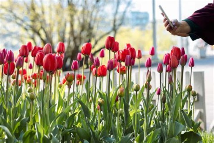 How do I save my dying tulips