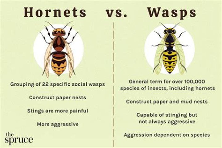How do wasps get in the attic