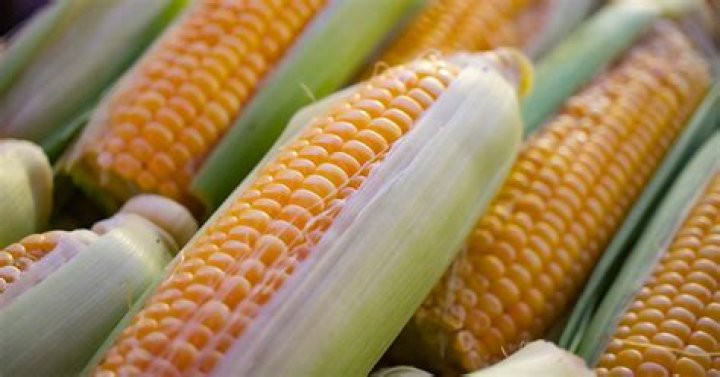 How do you grow heirloom corn