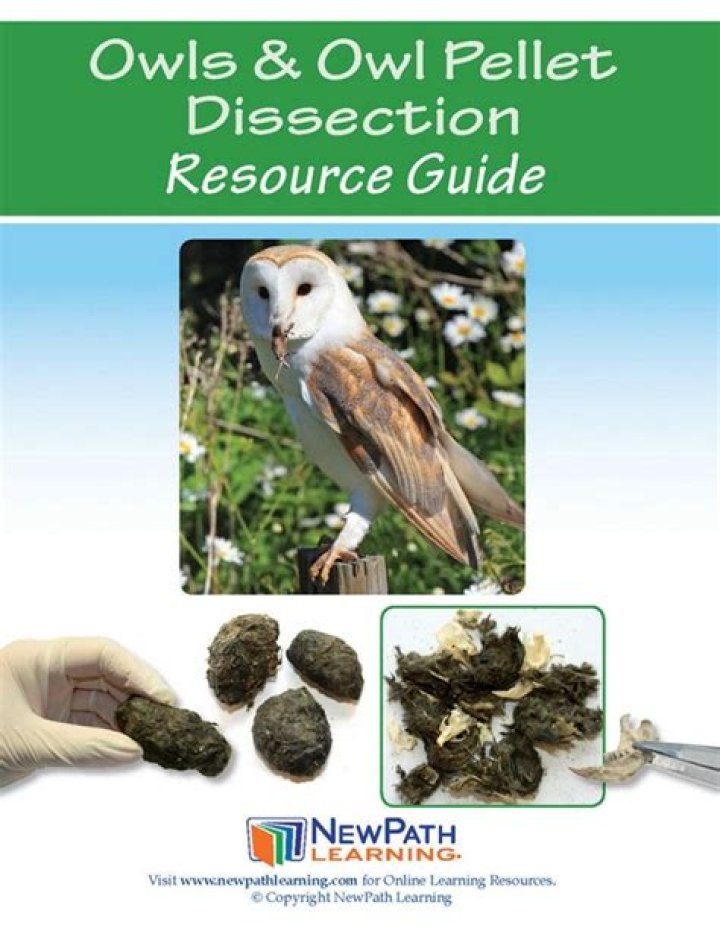 What are owl pellets made of