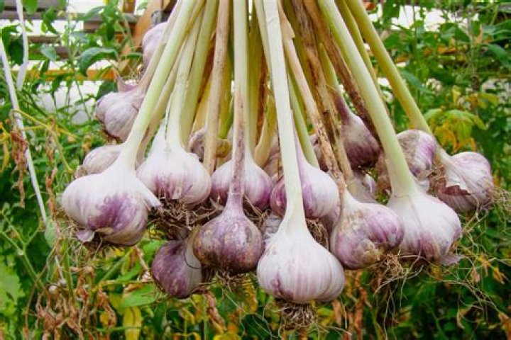 What can I plant near garlic