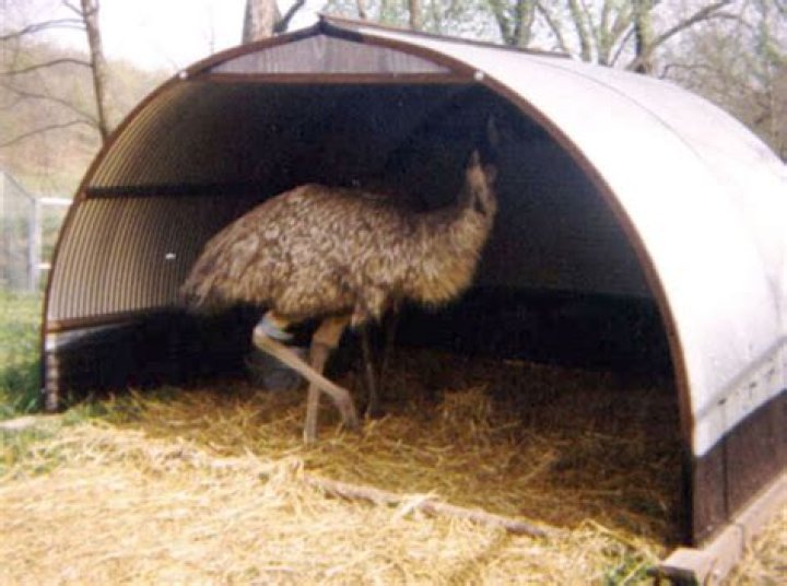What do emus use for shelter