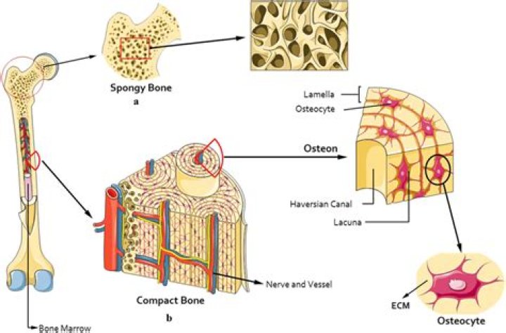 Where is spongy bone tissue found