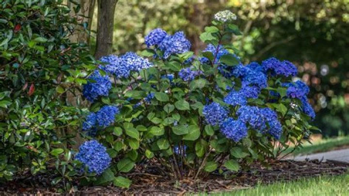 Which flower grow on bushes