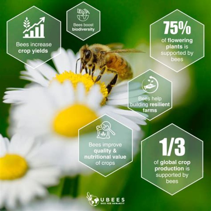 Why are honey bees so fascinating