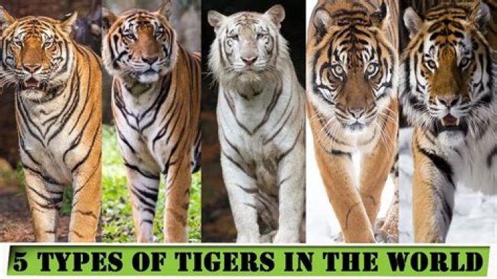 Why are the four tigers important
