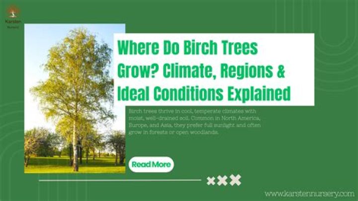 Why do birch trees grow in groups