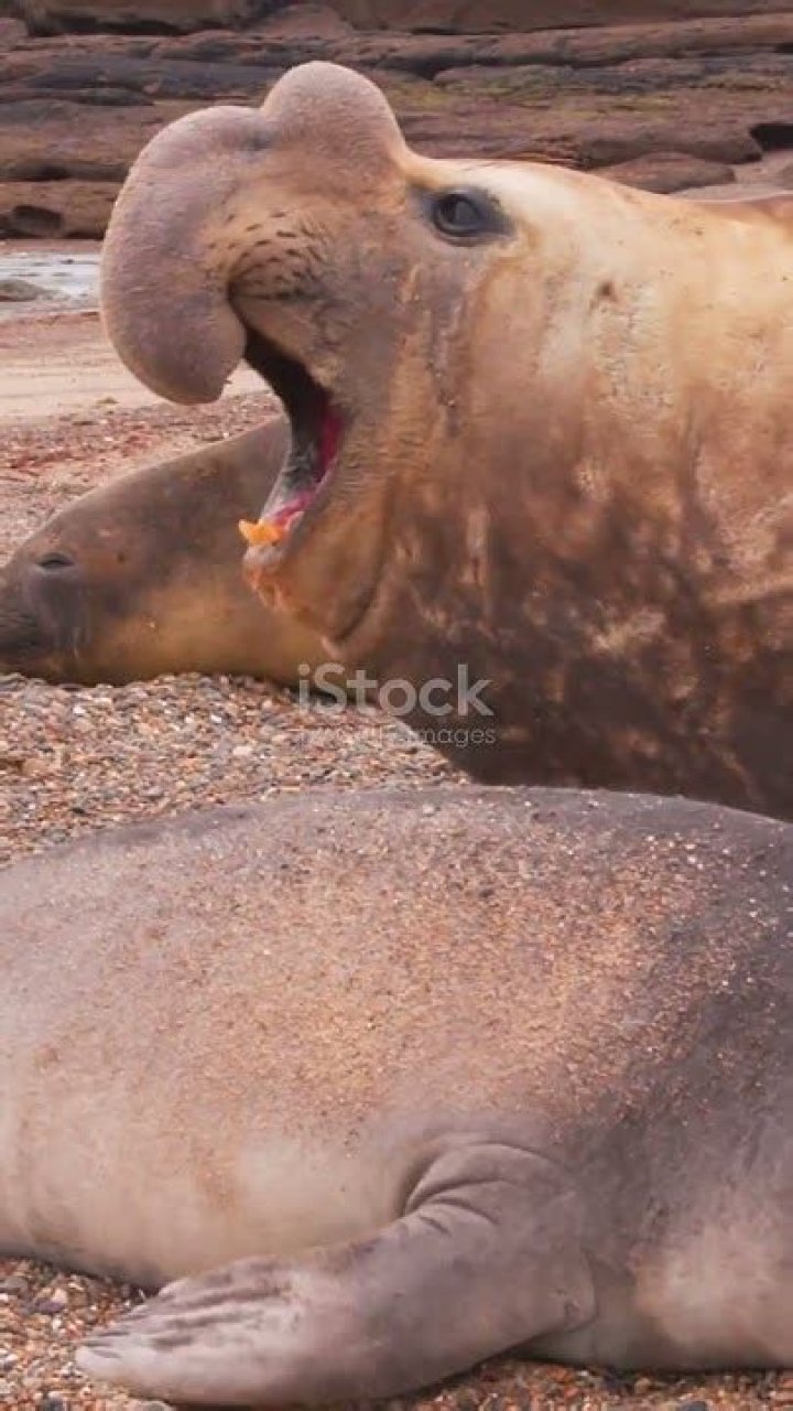 Why do elephant seals have trunks