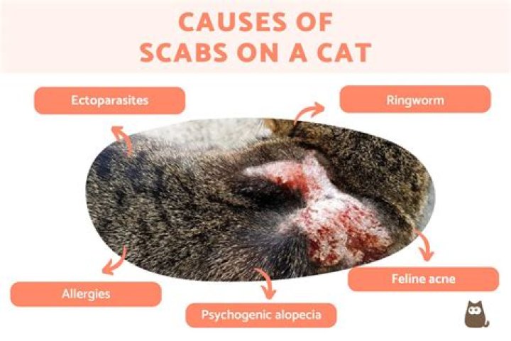 Why does my indoor cat have scabs