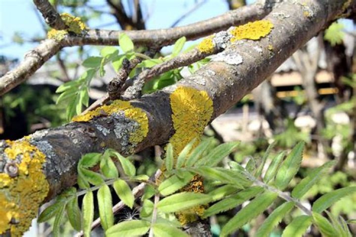 Why is my ash tree turning yellow